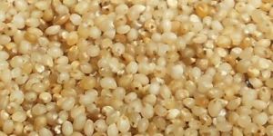 Millet Seed