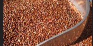 Organic Red Quinoa Seeds