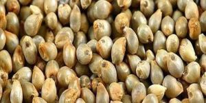 Pearl Millet Seeds