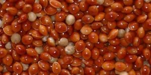Raw Red Millet Seed