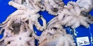 Frozen Octopus
