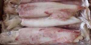 Frozen Squid