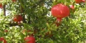 Pomegranate