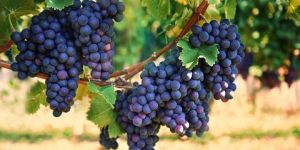 Fresh Grapes