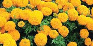 Marigold Flowers