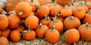 Fresh Pumpkin
