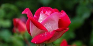 Rose Flower