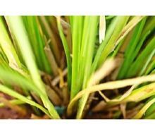 ANDROPOGON MURICATUS ROOTS POWDER