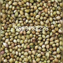 Coriander Seeds