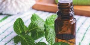 Peppermint Oil