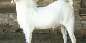 Sojat Goats