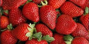 Fresh Strawberry
