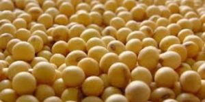Soya Bean