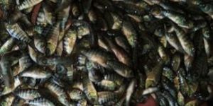 MonoSex Tilapia Seeds