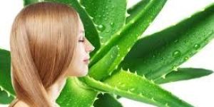 Aloe Vera Shampoo