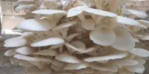 Oyster Mushroom
