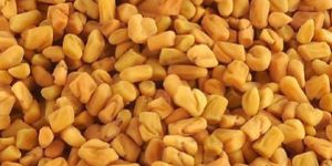Fenugreek