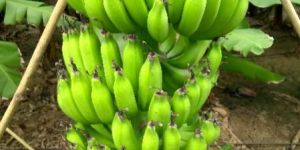 Fresh Green Banana
