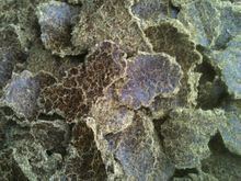 Cotton Seed Oil Cake