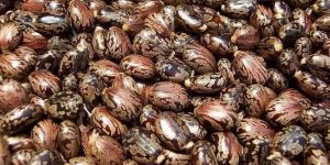 Castor Seeds