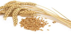 Wheat Grains