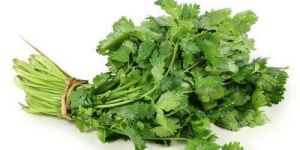 Coriander Leaves Dry
