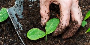 Vermi Compost Organic Manure