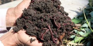 Vermicompost Fertilizer