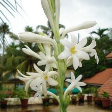 Tuberose Essential Oil