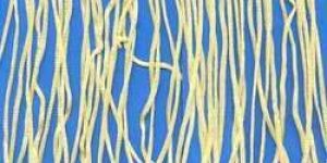 Round Jhalar Designer Curtain Lace