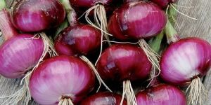 Fresh Red Onion