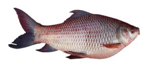 Fresh Rohu Fish