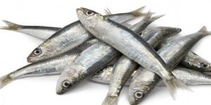 Fresh Silver Sardine Fish