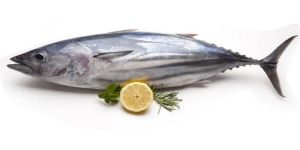 Fresh Tuna Fish