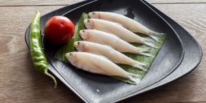 Fresh White Sardine Fish