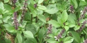 Basil Oil (Sweet Basil)
