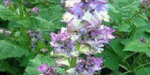 Clary Sage Oil