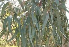 Eucalyptus Oil
