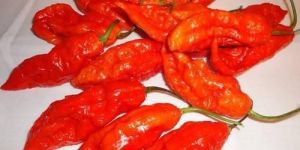 Fresh Organic Bhut Jolokia (Ghost Pepper)