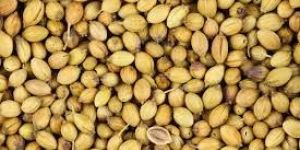 Coriander Seeds