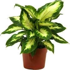 Indoor Ornamental Plants