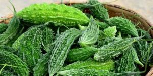 Fresh Bitter Gourd
