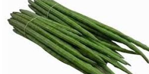 Fresh Drumstick