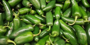 Fresh Jalapeno