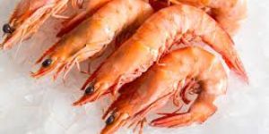 Ocean King Prawn