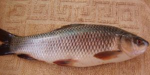 Rohu Fish