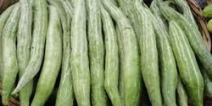 Fresh Snake Gourd