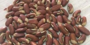 Yard Long Bean Seeds
