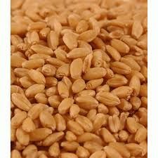 Wheat Seeds