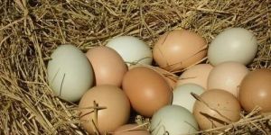 Country Egg